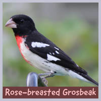Rose-breasted Grosbeak